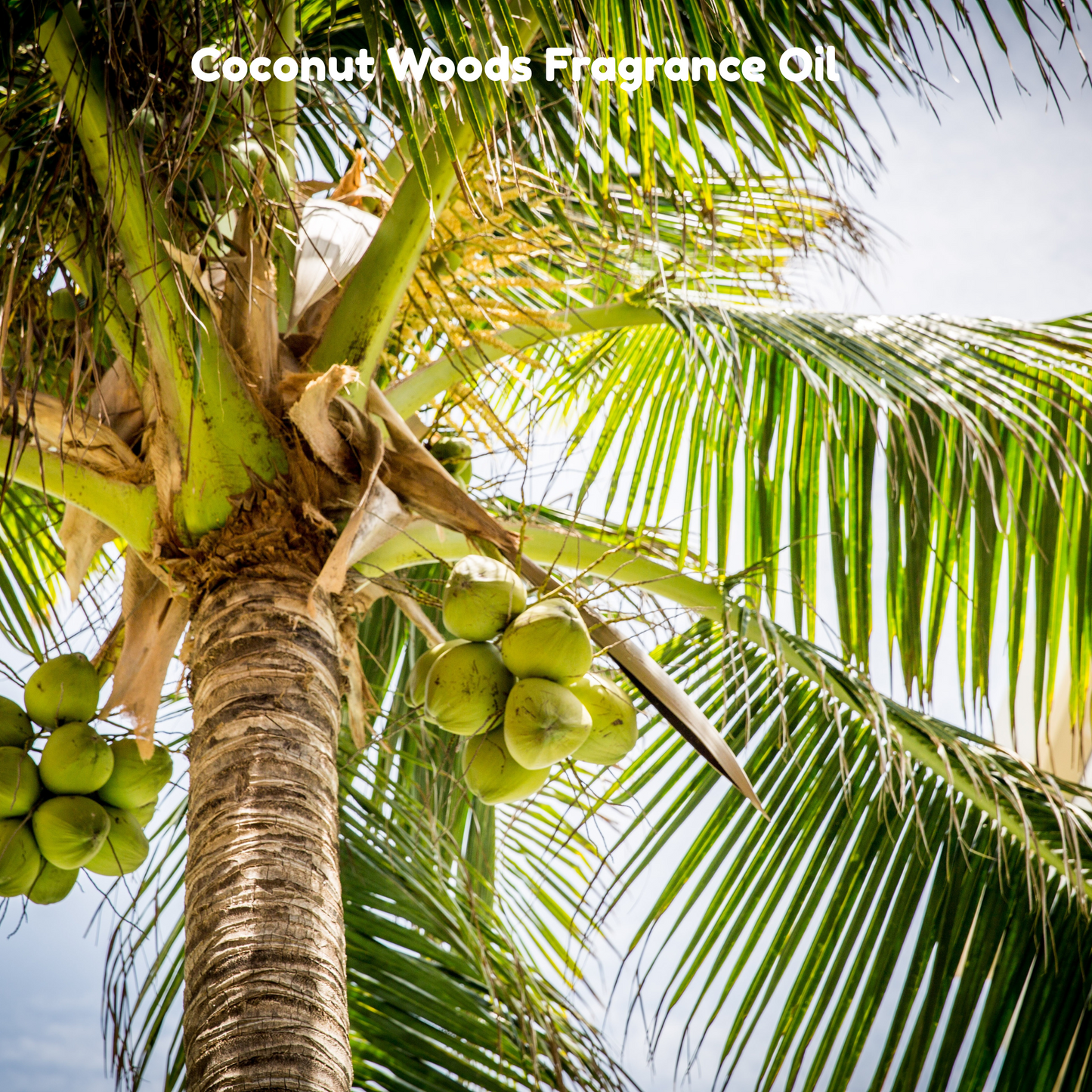 Coconut Woods Fragrance Oil