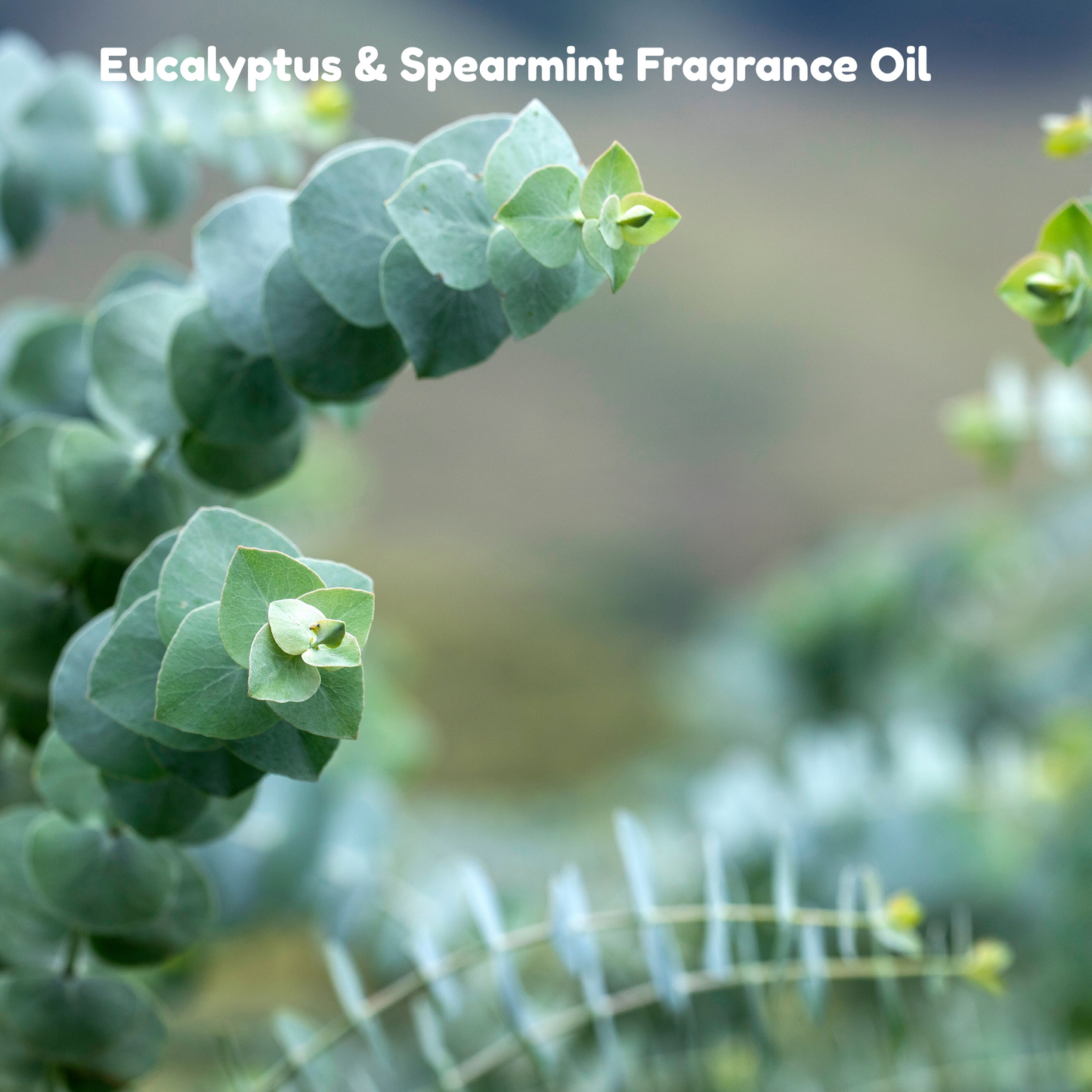 Eucalyptus Spearmint Fragrance Oil