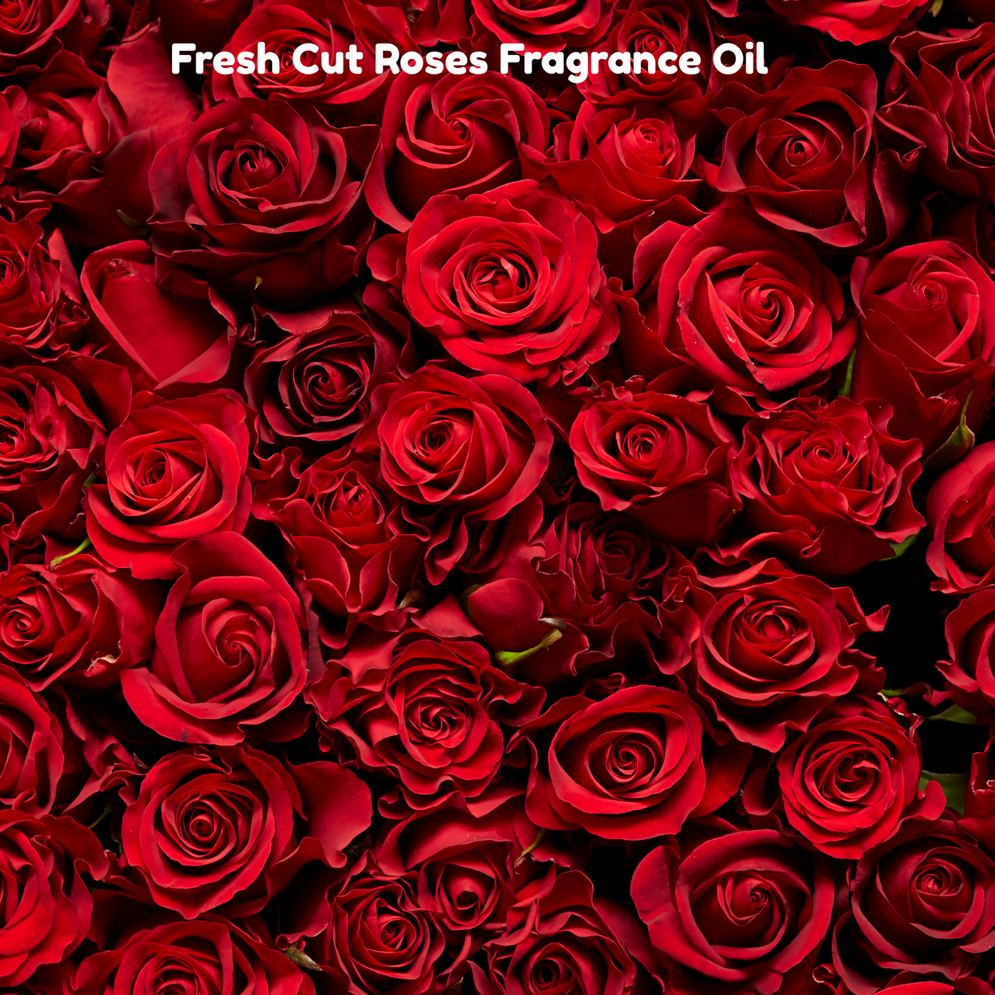 Fresh Cut Roses Fragrance Oil