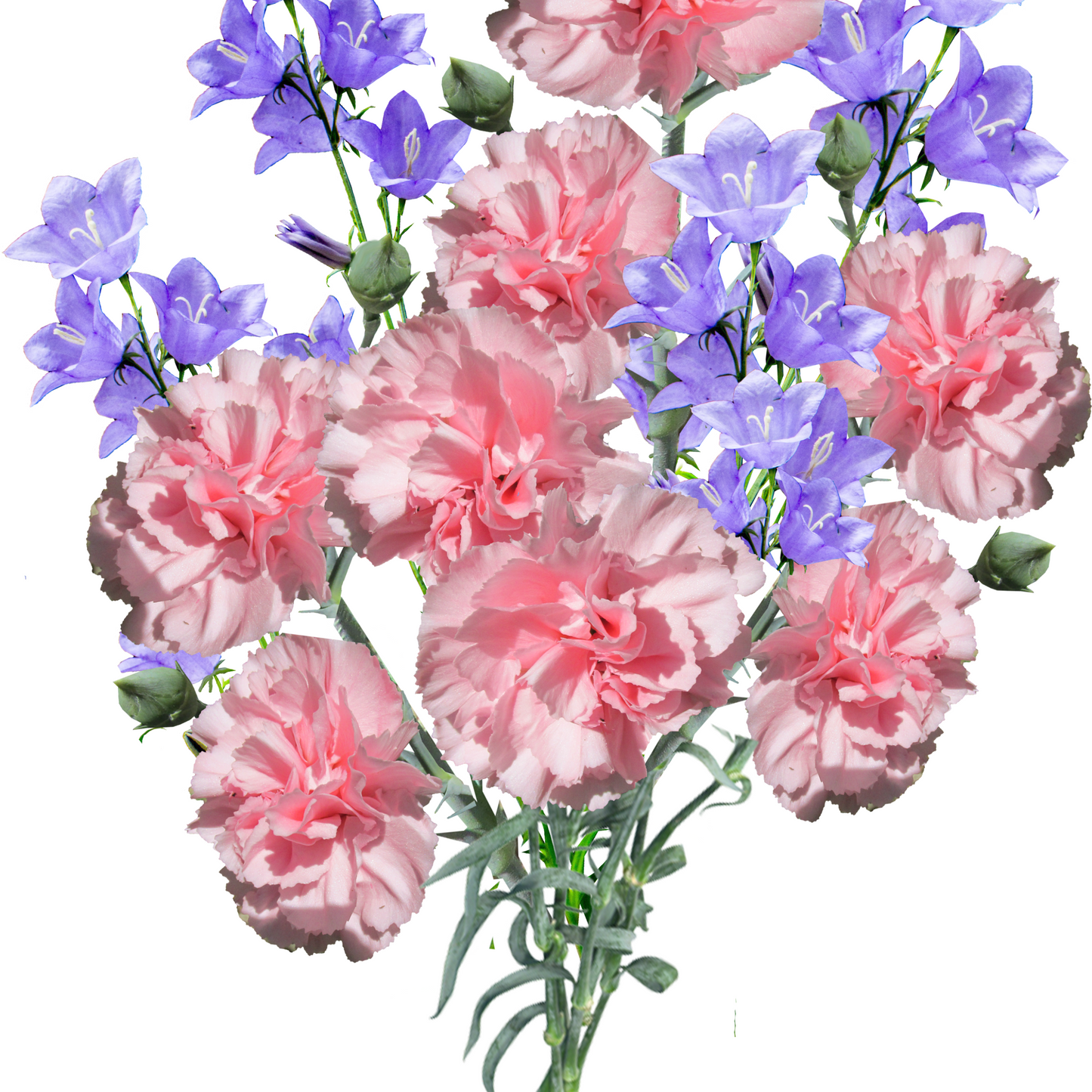 Carnations & Lilacs Fragrance Oil