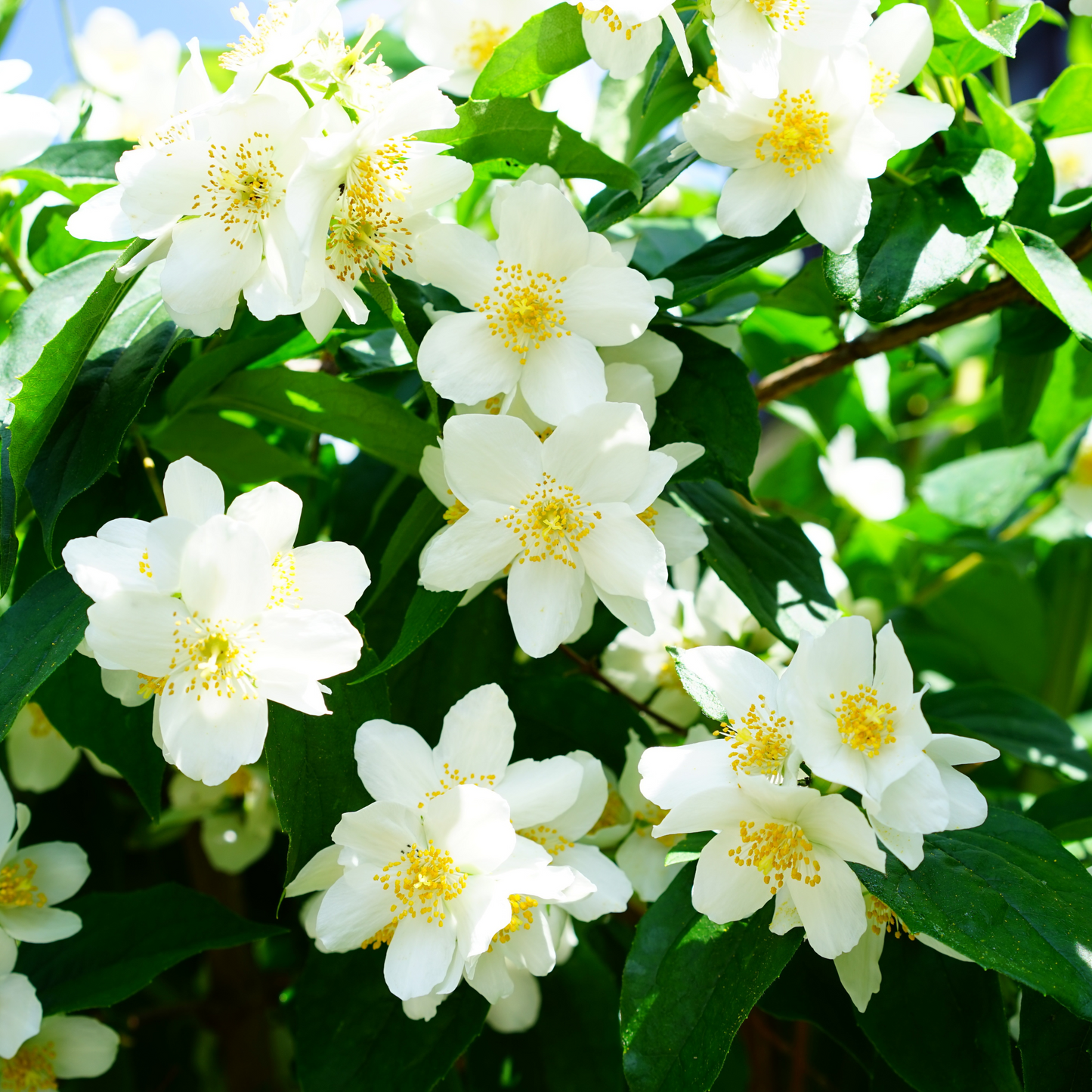 Jasmine Flowers- IF Type Fragrance Oil
