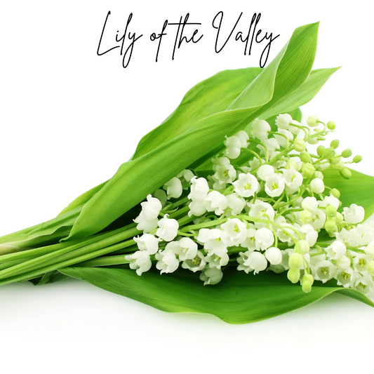 16 oz Bottle of Fragrance Oil for Candle/Soap Making- Lily of the Valley