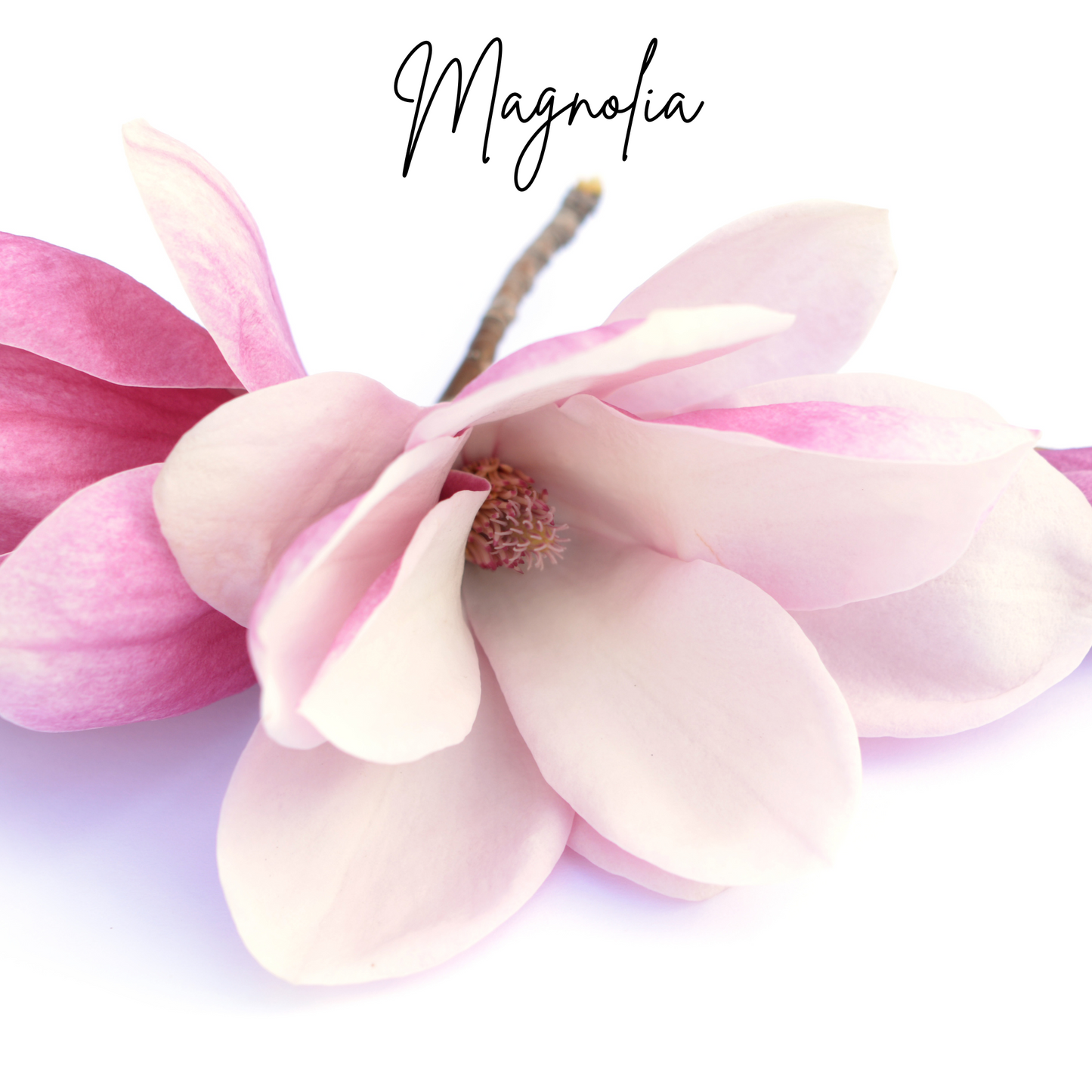 16 oz Bottle of Fragrance Oil for Candle/Soap Making- Magnolia