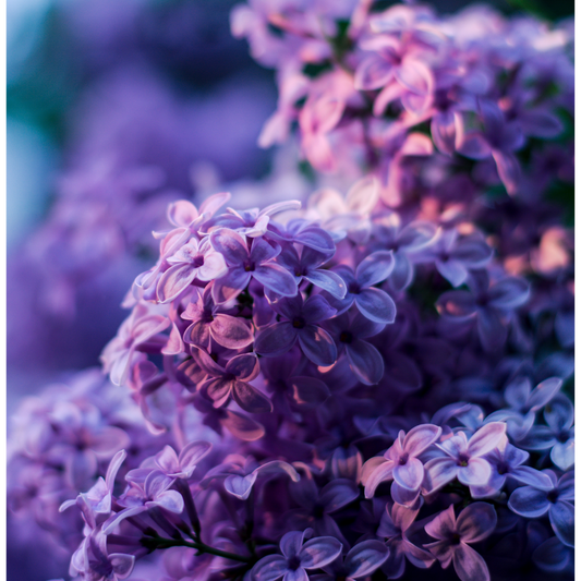 Lilacs in Spring Fragrance Oil