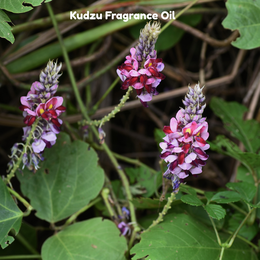 Island Vibes Fragrance Oil