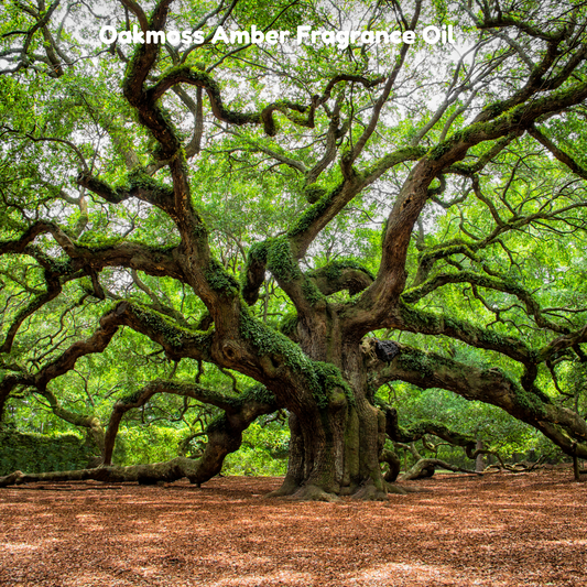 Oakmoss Amber Fragrance Oil