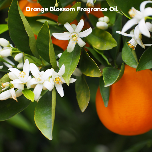 Orange Blossom Fragrance Oil